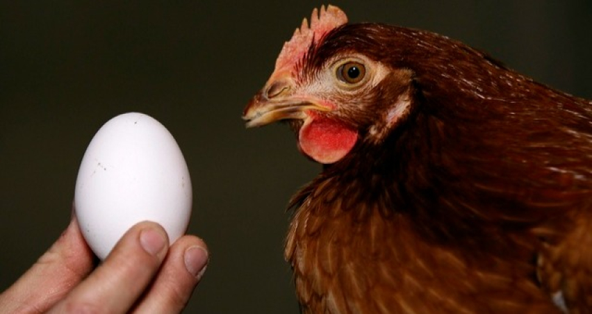 Tavuk ve yumurta üretiminde yıllık bazda artış yaşandı